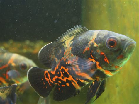 花豬混養|【花豬混養】地圖魚花豬混養禁忌與解決方案：打破架，建立和諧。